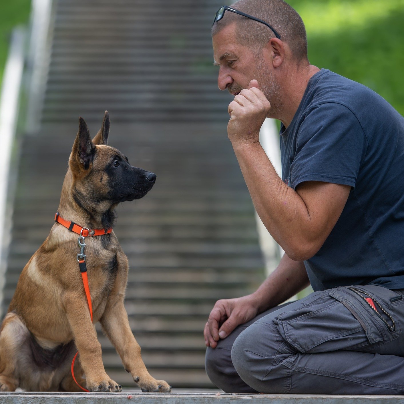 Training & Behaviour