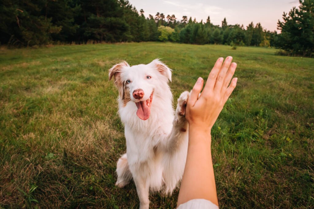 Why the hardest part of dog training has nothing to do with dogs