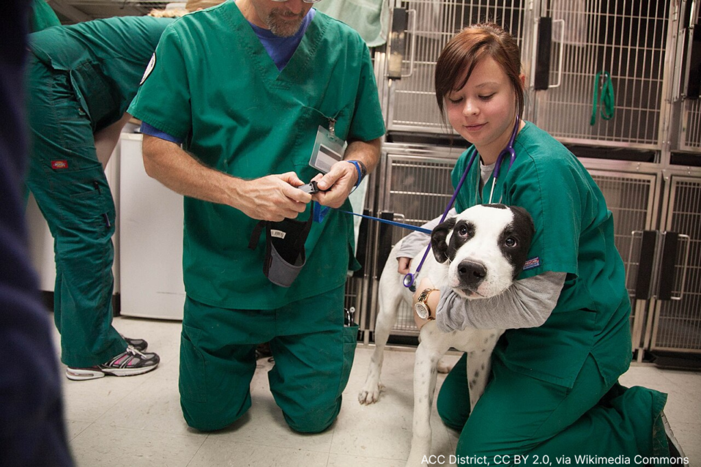 The Real Risks of Working With Animals (and What to Ask Before Taking the Job)