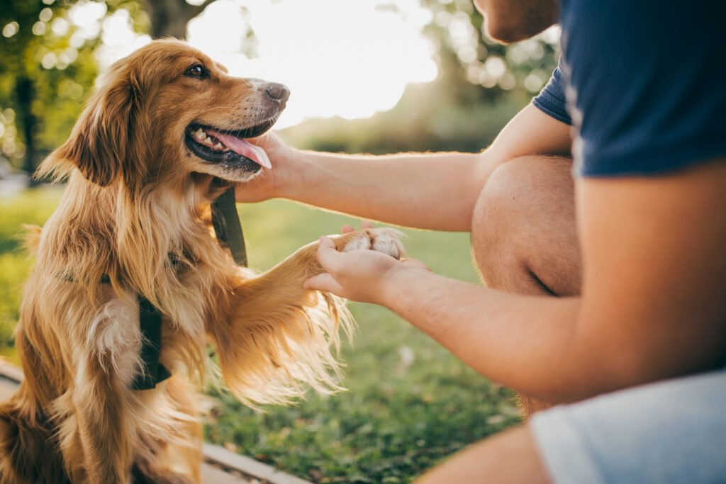 What is the Dog Ownership Guide and why should animal welfare professionals care?