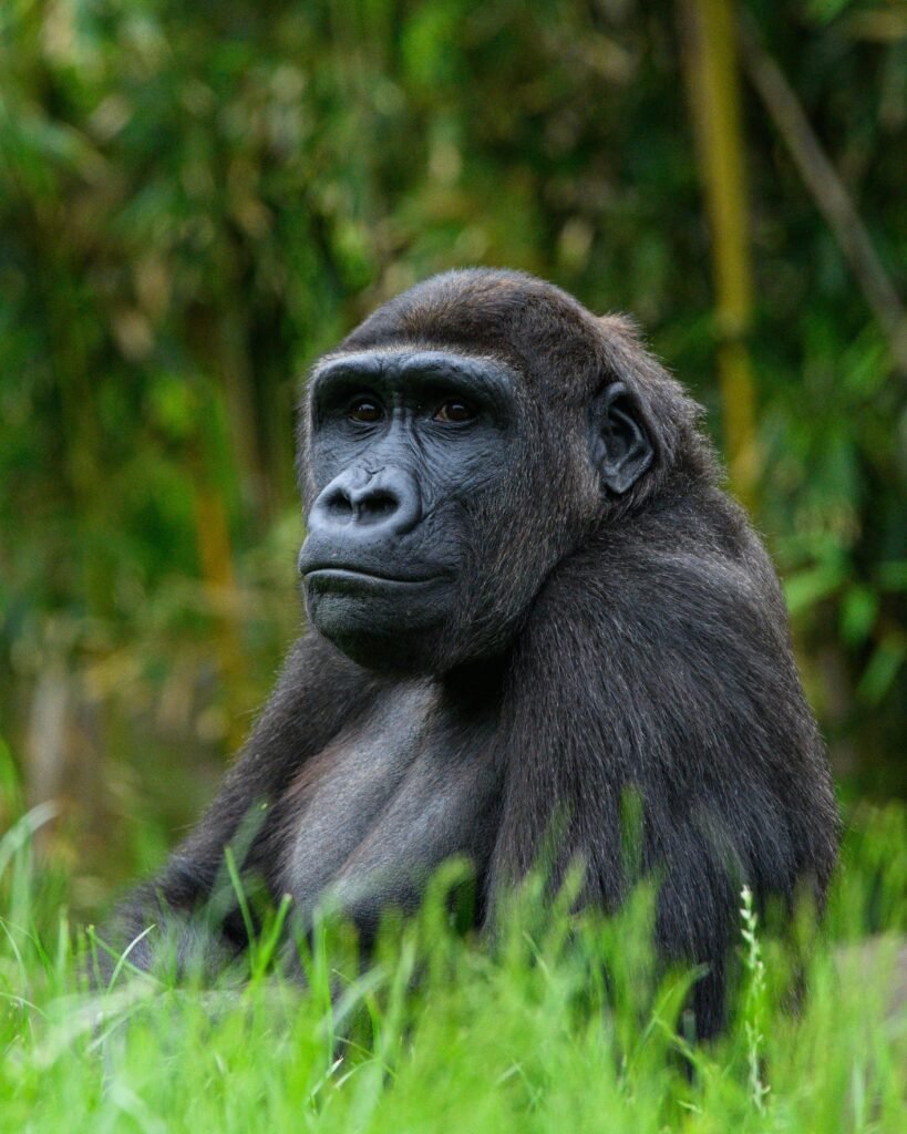 The Weight of Care: Grief, Loss, and Working With Animals