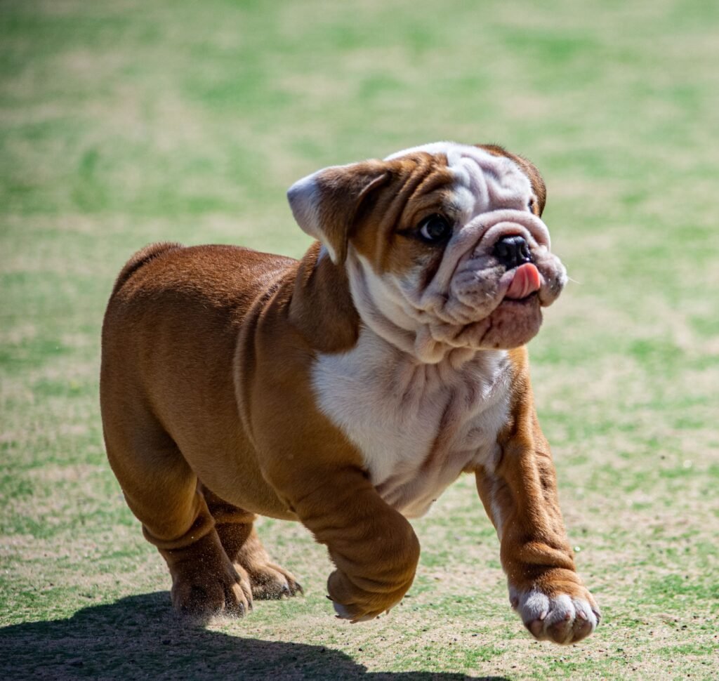 The Innate Health Assessment: Tackling Extreme Conformation in Dogs