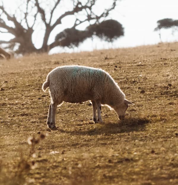 Climate Change and How It Might Affect Your Career With Animals