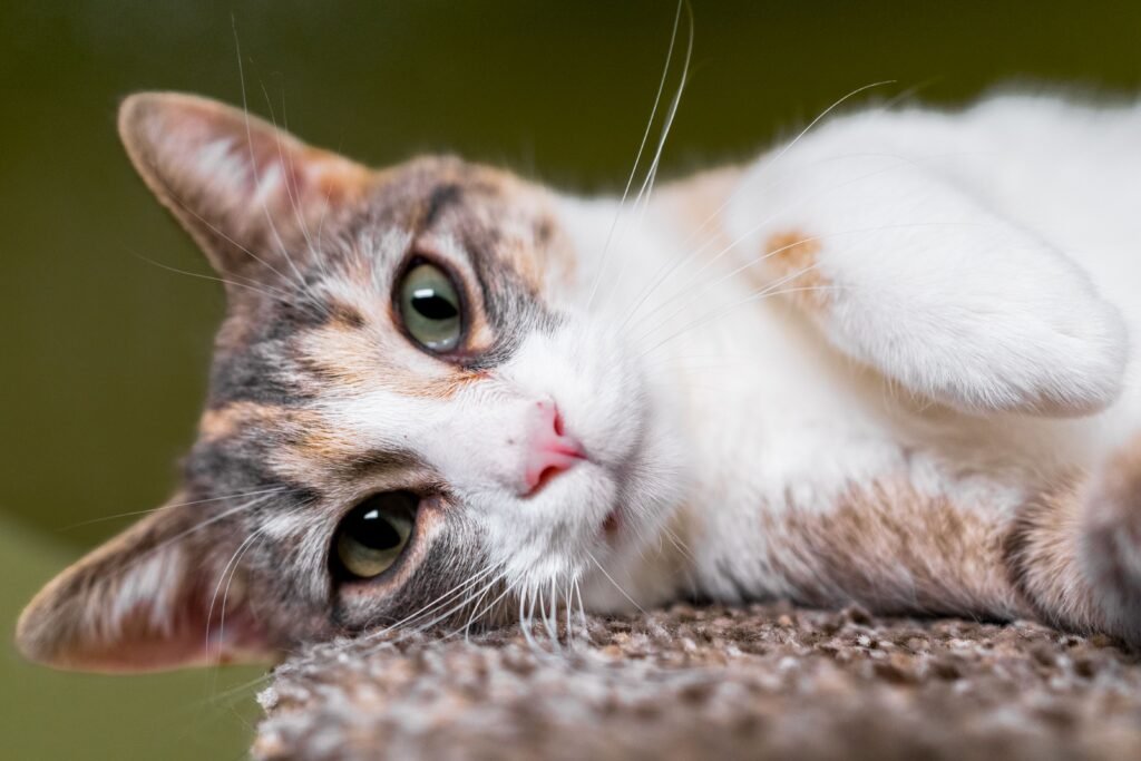 Cats, Careers, and a Sector Under Pressure: What’s Really Happening in Feline Welfare