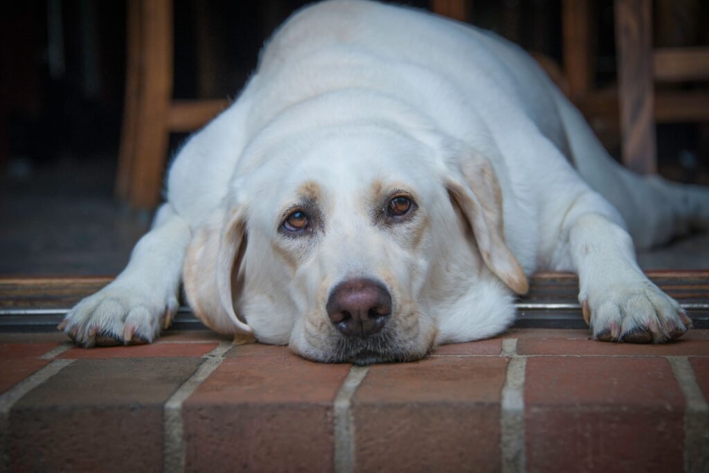 Directness without cruelty: talking to pet owners about weight