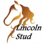 Lincoln Stud