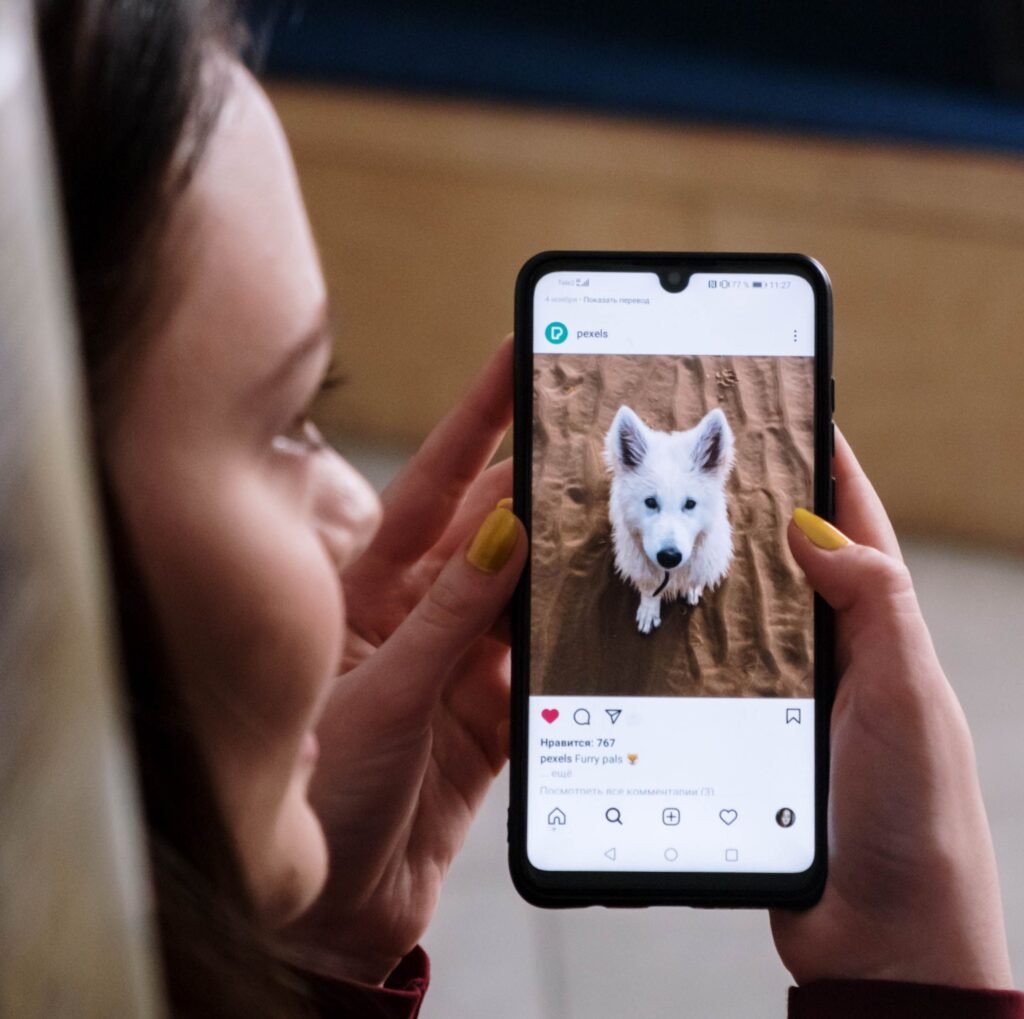 Social media, AI, and animal rescue: the challenge of finding homes online