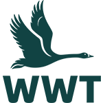 WWT