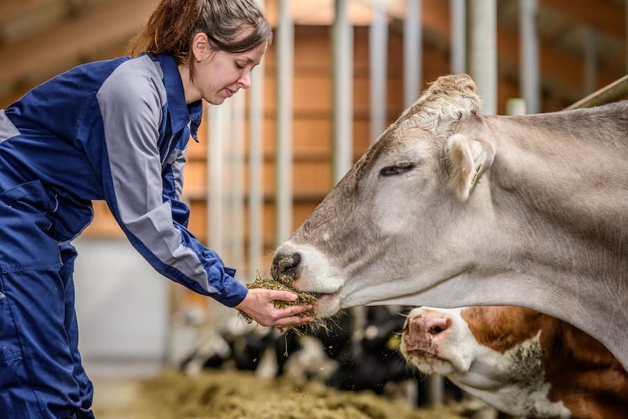 Work Experience With Animals: 5 Tips for Securing a Placement