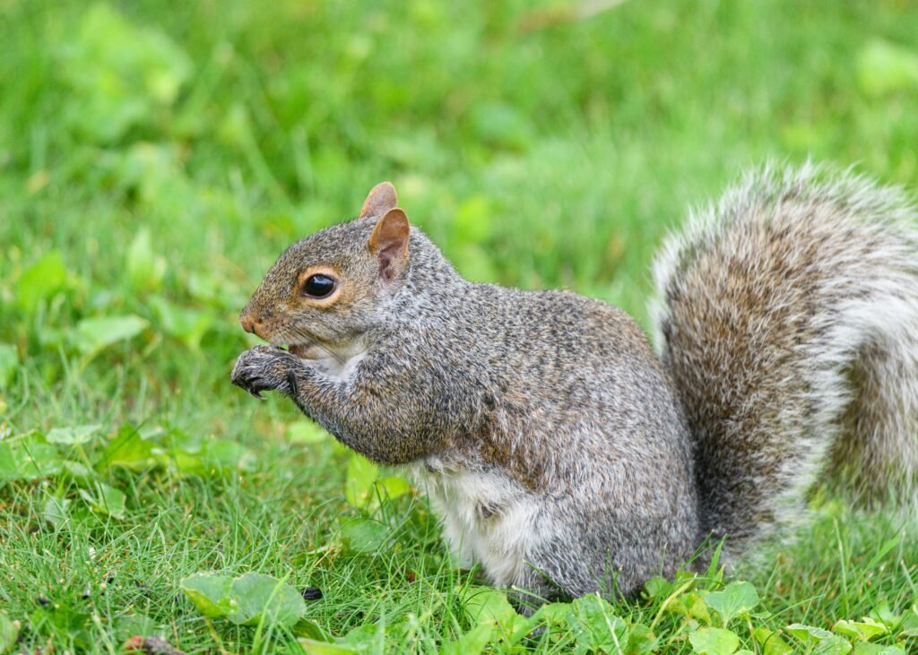 Animal Career Skills to Squirrel Away This Autumn: Free and Low-Cost Ways to Add to Your CV 